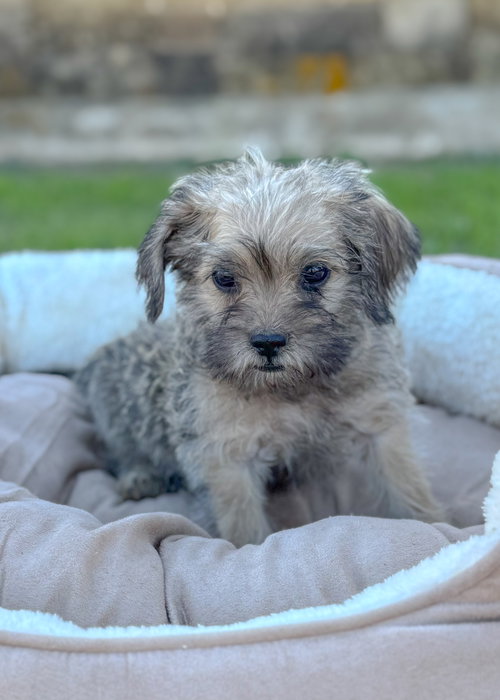 picture of the dog needing adoption