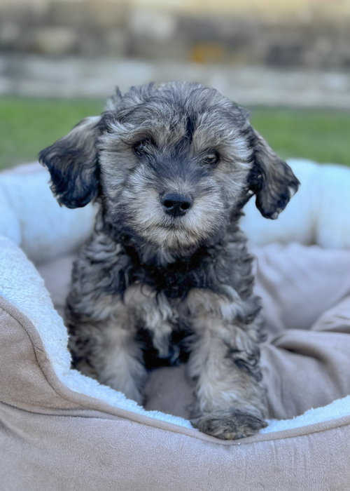 picture of the dog needing adoption