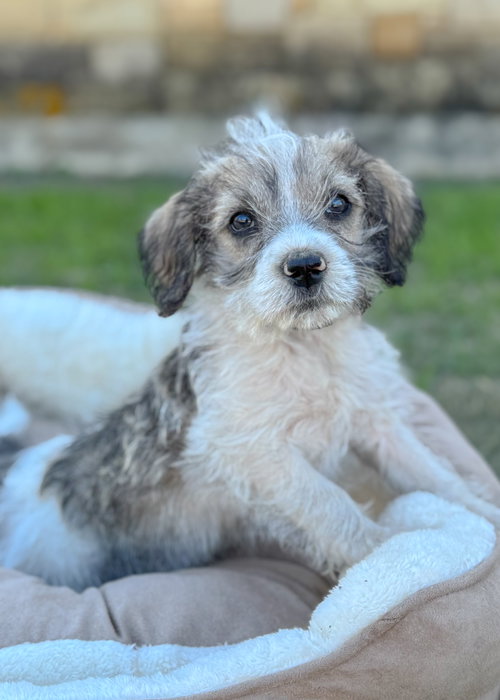 picture of the dog needing adoption