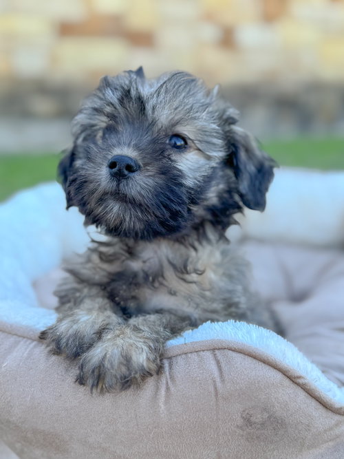 picture of the dog needing adoption