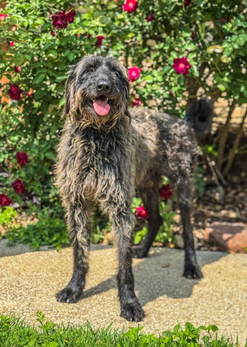 picture of the dog needing adoption