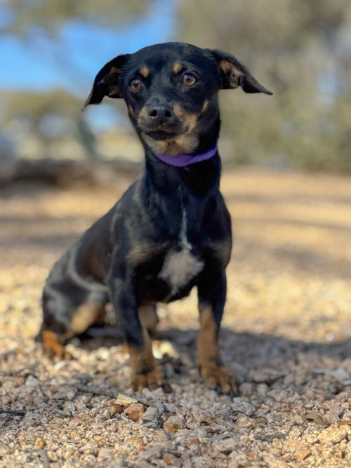picture of the dog needing adoption