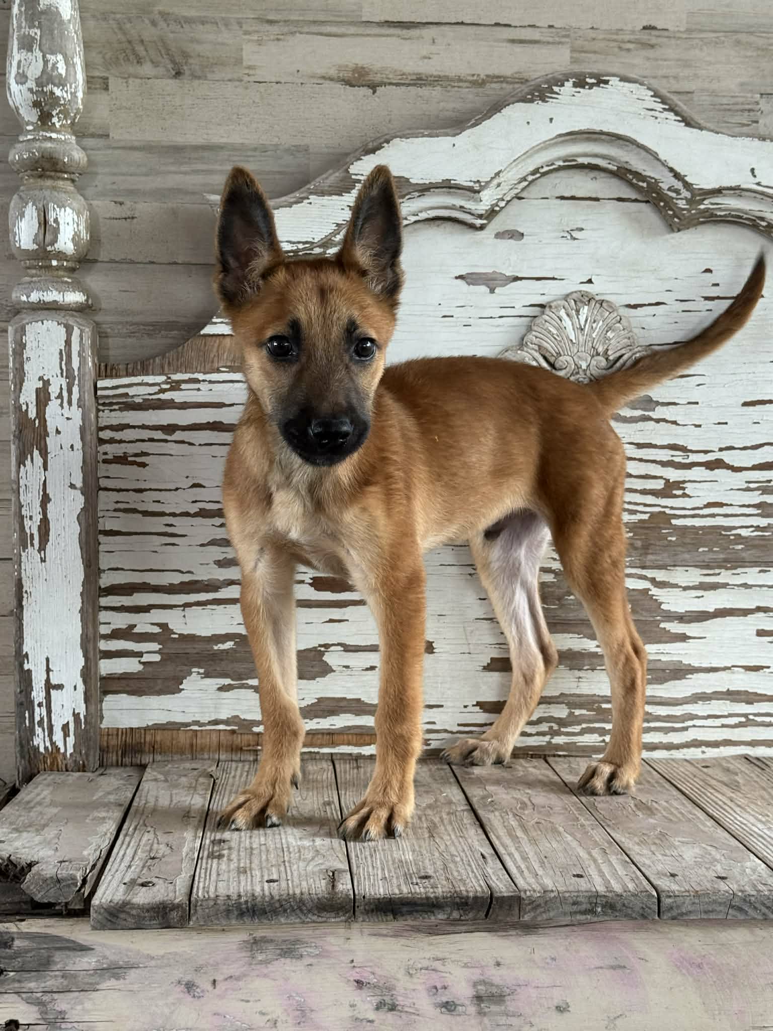 Nash