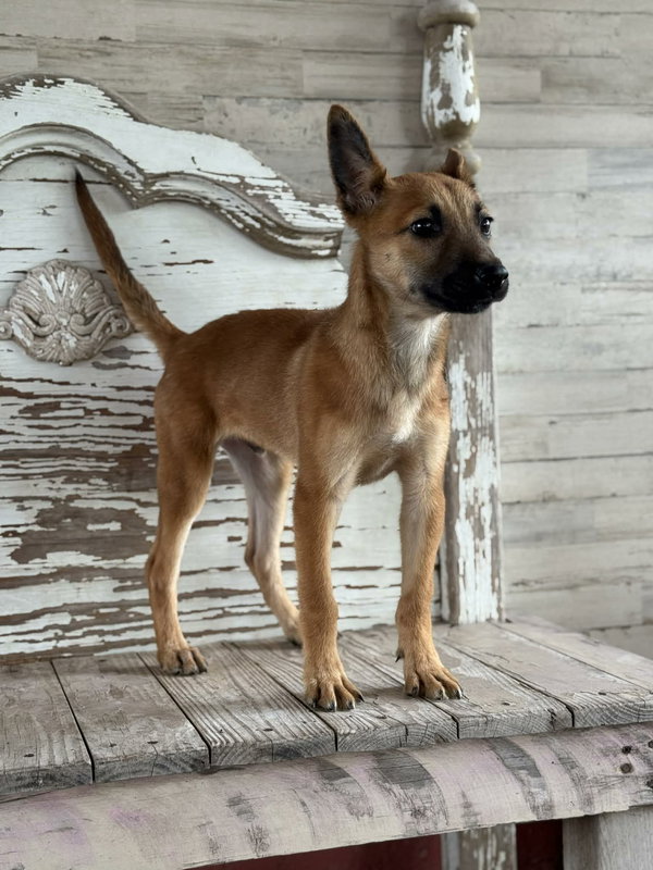 Nash