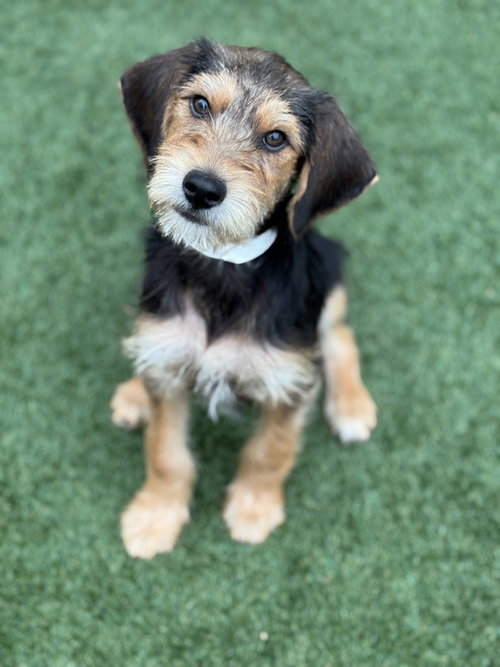 Mickey, an adoptable Terrier in PIPE CREEK, TX