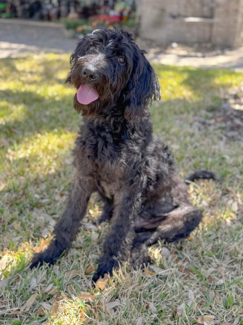 Hank, an adoptable Labrador Retriever in PIPE CREEK, TX