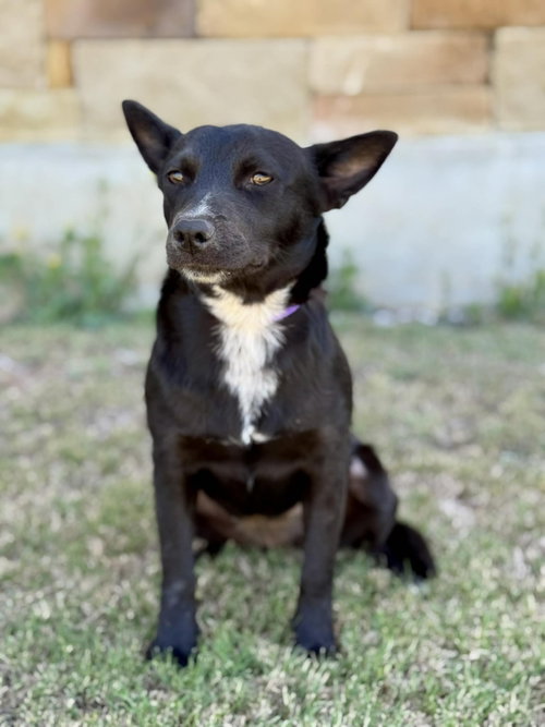 Birdie, an adoptable Terrier in PIPE CREEK, TX