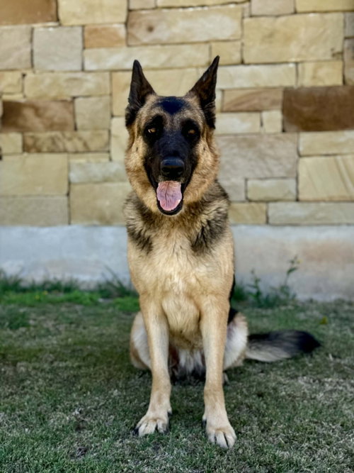 Doja, an adoptable German Shepherd Dog in PIPE CREEK, TX