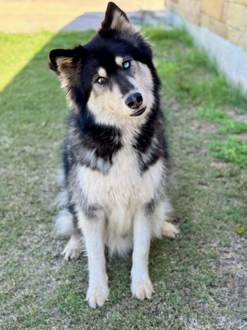 Gunner, an adoptable Husky in PIPE CREEK, TX