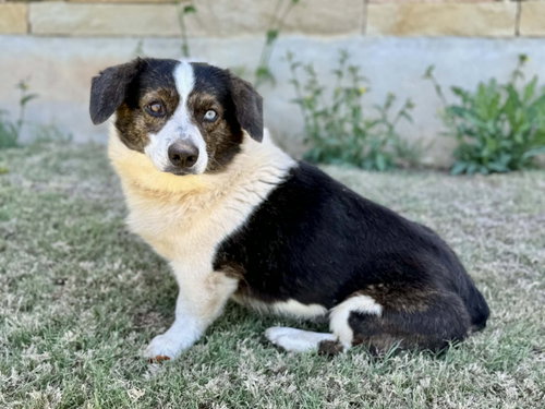 Bruno, an adoptable Corgi in PIPE CREEK, TX