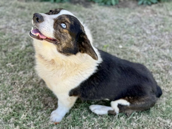 Bruno