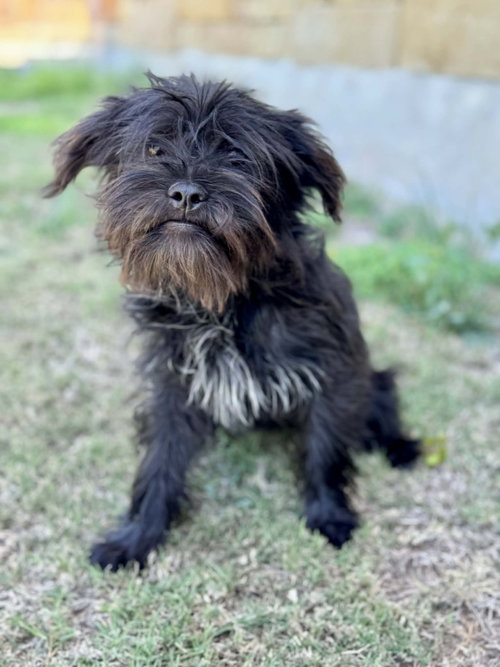 Lily, an adoptable Shih Tzu in PIPE CREEK, TX