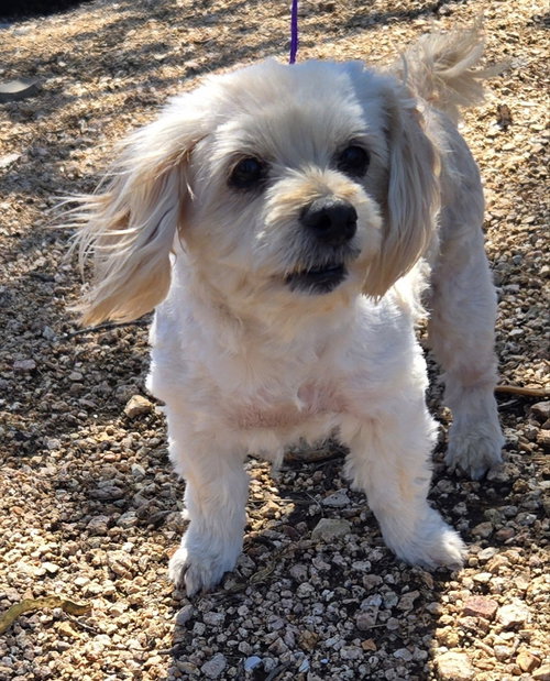 Nena, an adoptable Dachshund in PIPE CREEK, TX