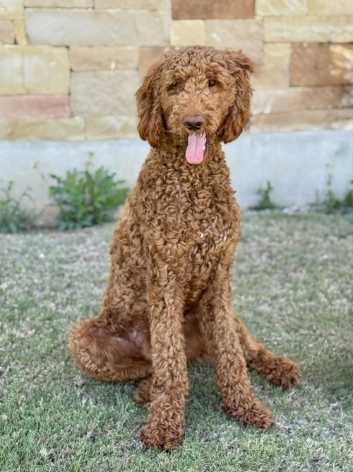 Copper, an adoptable Poodle in PIPE CREEK, TX