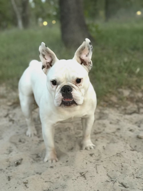 Gabby, an adoptable French Bulldog in PIPE CREEK, TX