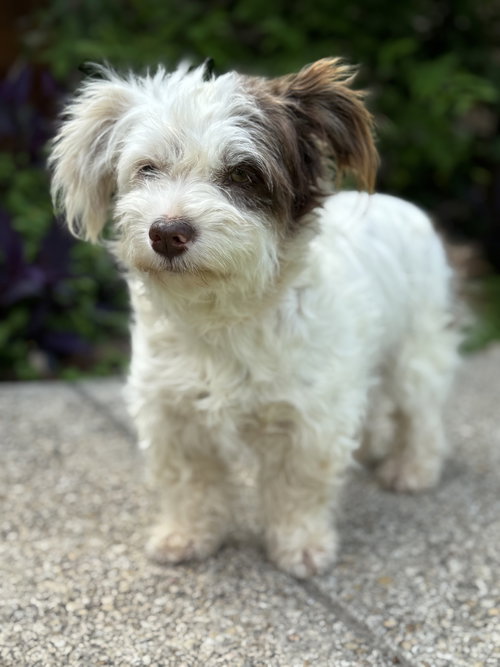Layla, an adoptable Terrier in PIPE CREEK, TX