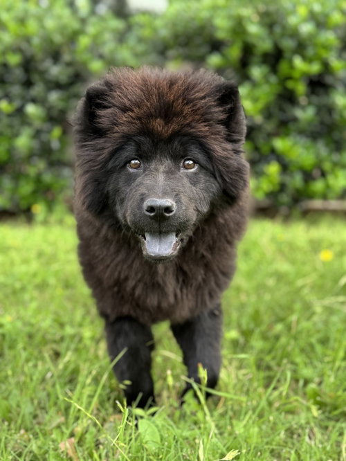 Baloo, an adoptable Chow Chow in PIPE CREEK, TX