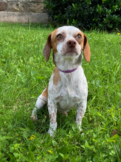 Caleb, an adoptable Beagle in PIPE CREEK, TX