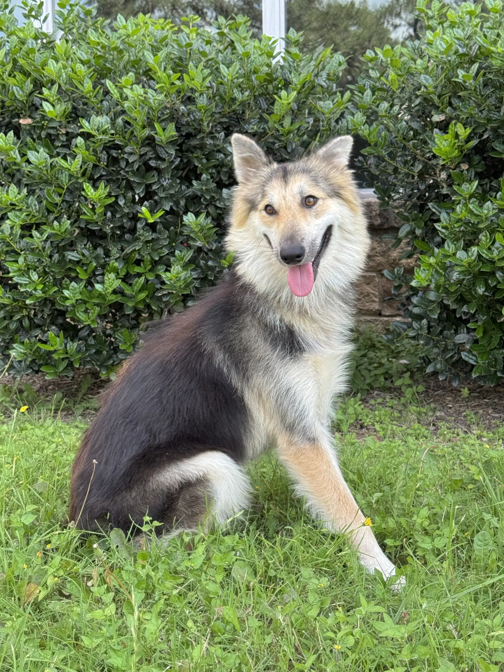 Callie image 3