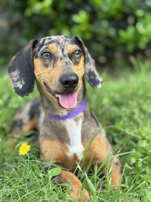 Dylan, an adoptable Dachshund in PIPE CREEK, TX