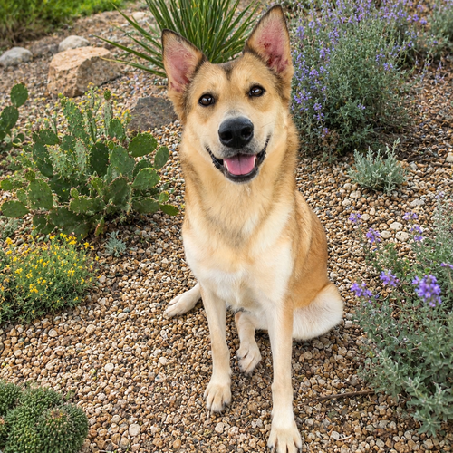 Solstice, an adoptable Carolina Dog in PIPE CREEK, TX