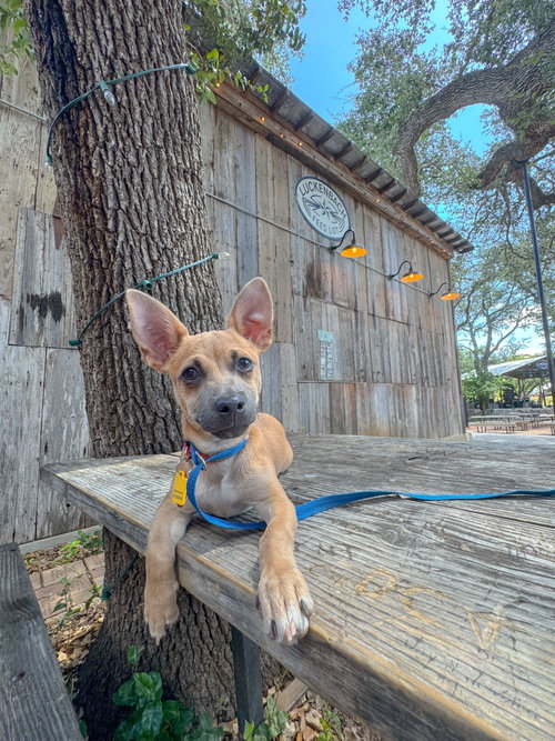 Chachi, an adoptable Chihuahua in PIPE CREEK, TX
