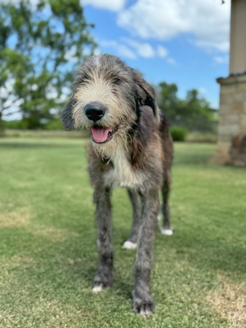 Dylan, an adoptable Irish Wolfhound in PIPE CREEK, TX