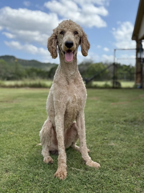 Dusty, an adoptable Poodle in PIPE CREEK, TX
