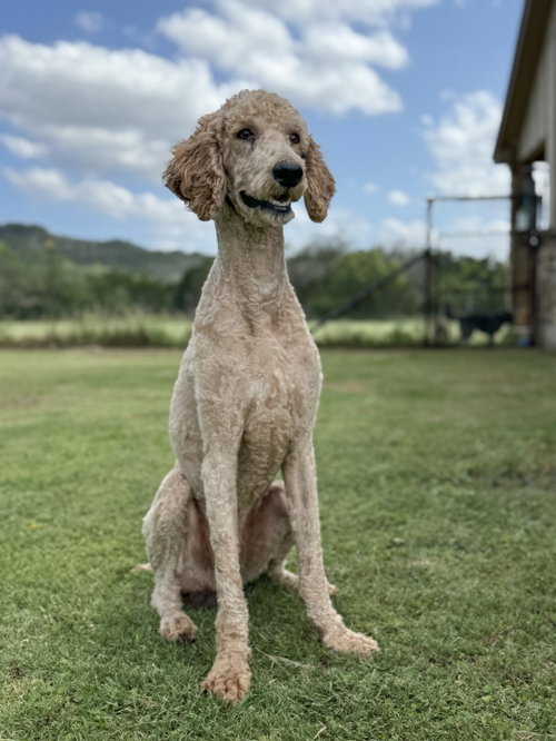 Dusty photo 3