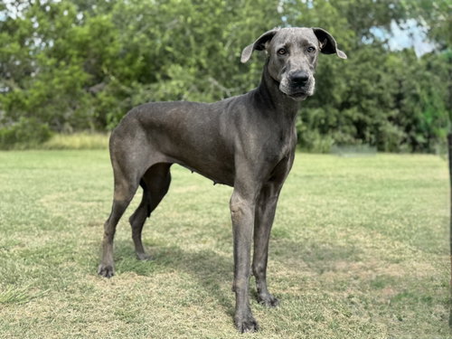 Ellie May, an adoptable Great Dane in PIPE CREEK, TX