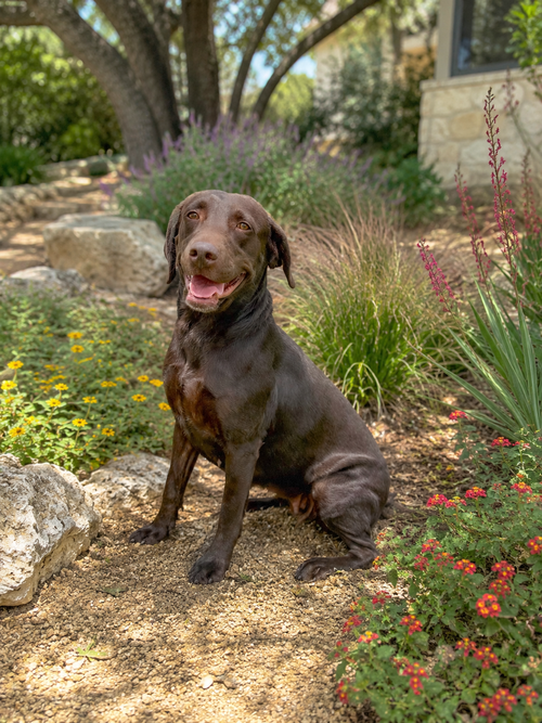 Donatella, an adoptable Labrador Retriever in PIPE CREEK, TX