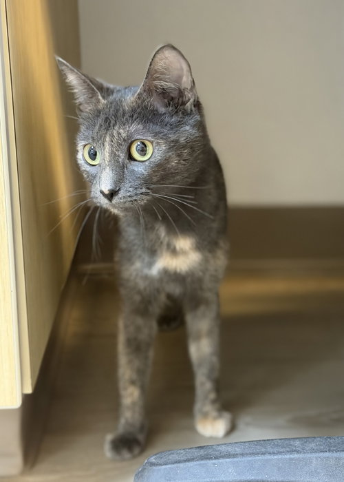 Matilda, an adoptable Calico in PIPE CREEK, TX