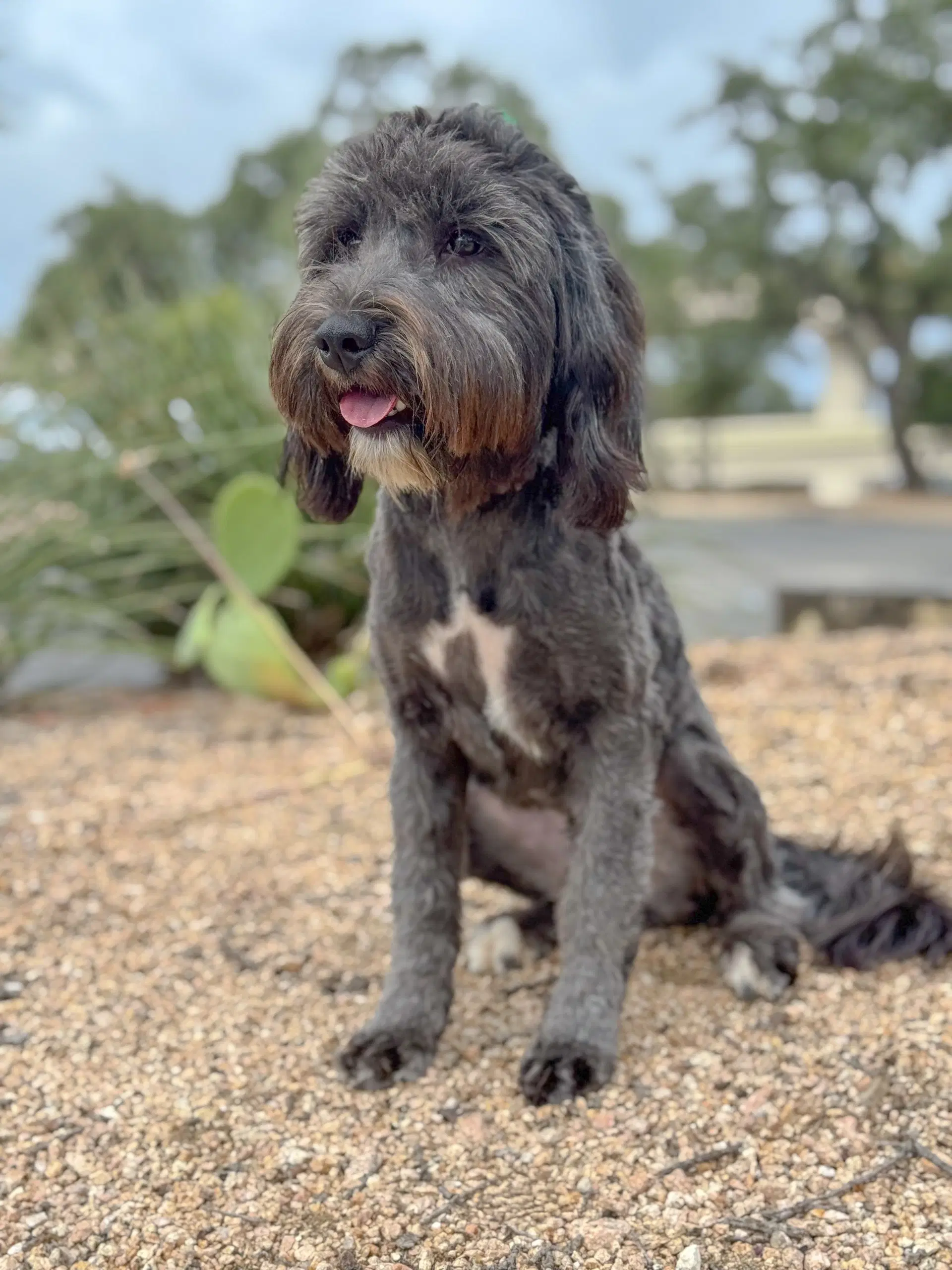 Piper - Schnauzer