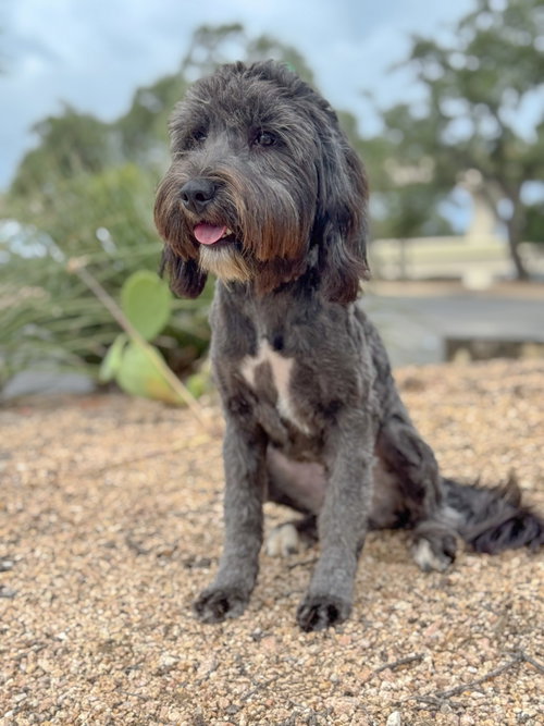 Piper