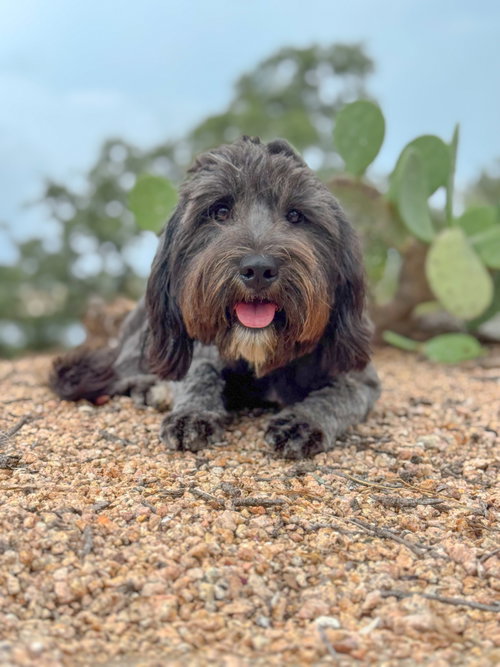 Piper photo 4
