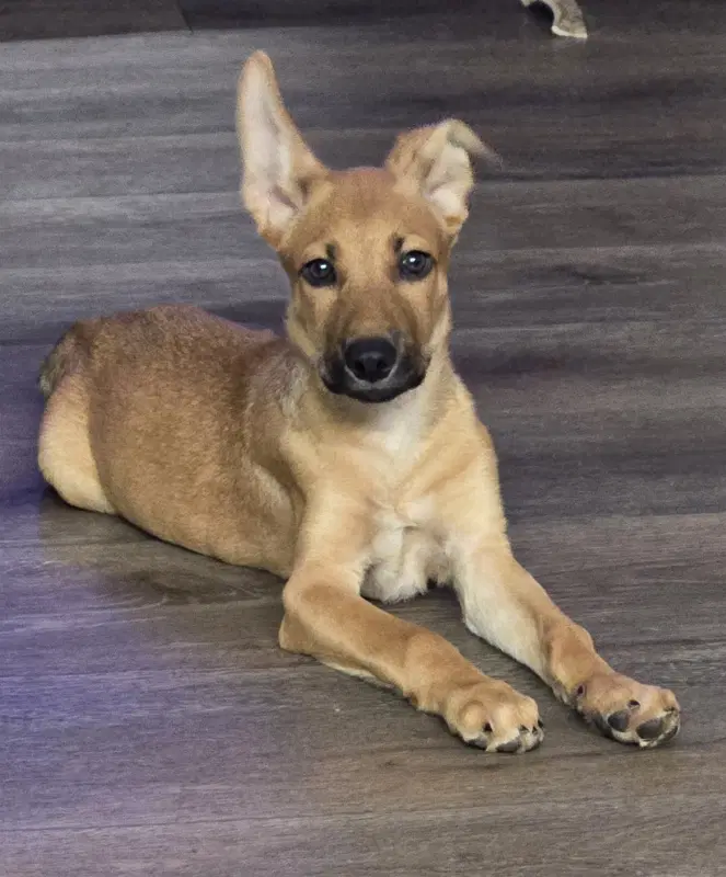 Ike - Belgian Shepherd Malinois