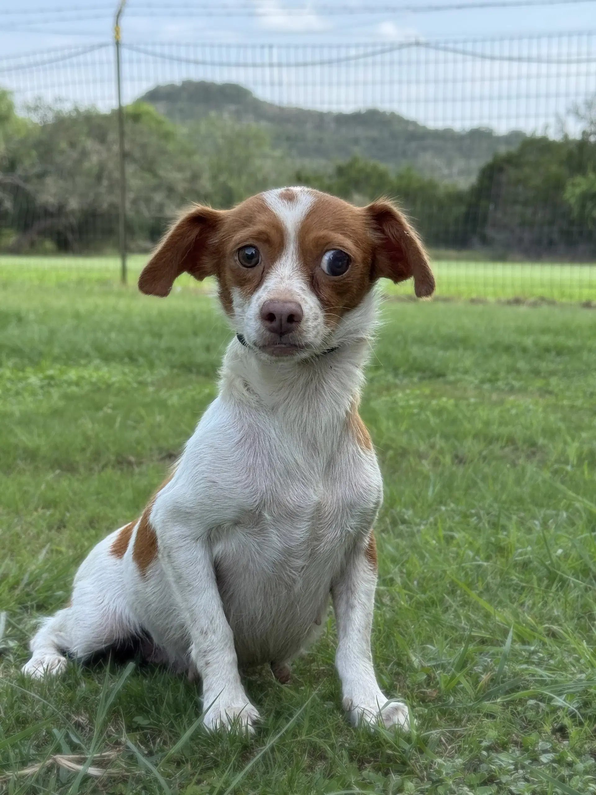 Kiki - Chihuahua