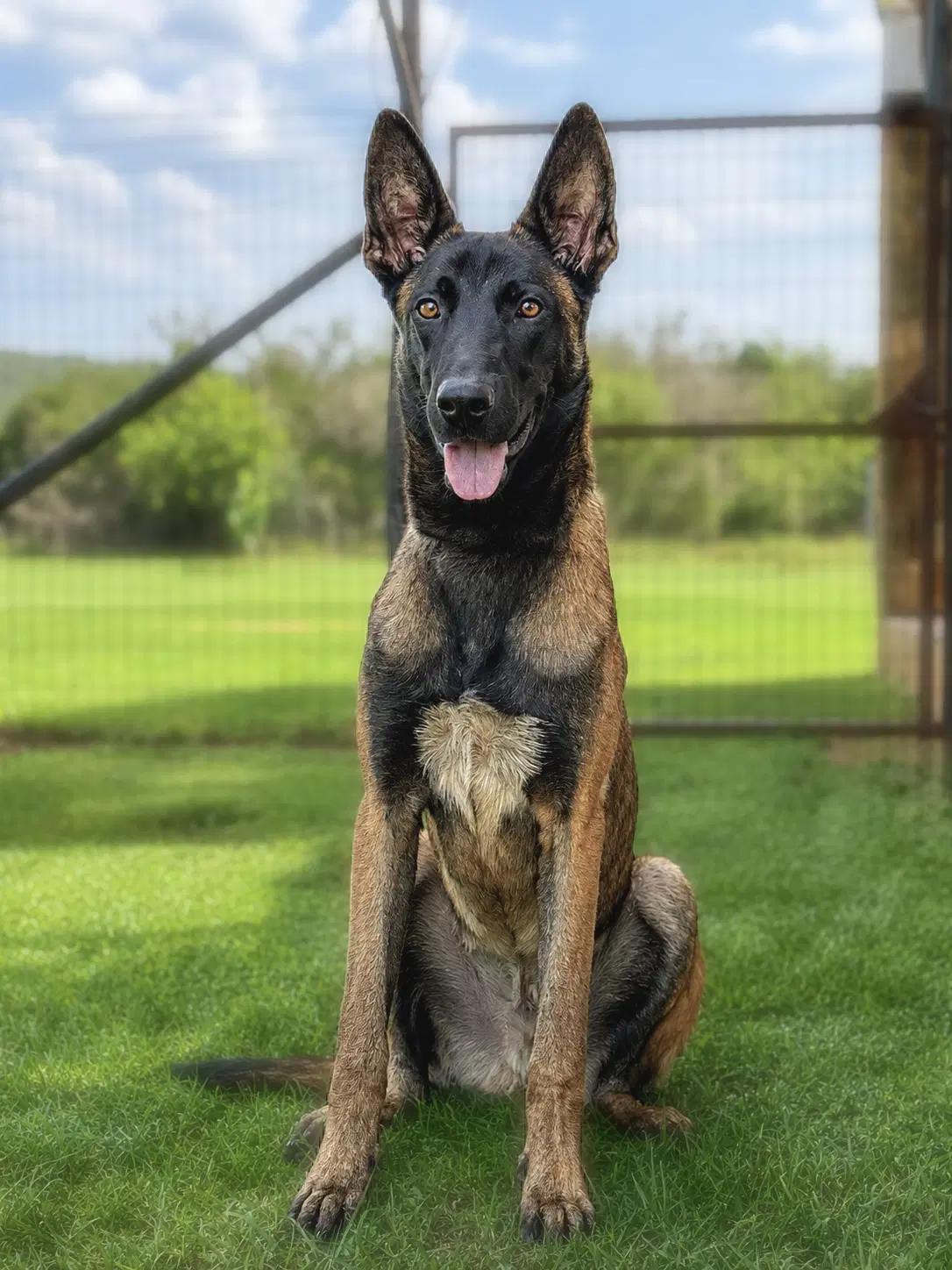 Blue - Belgian Shepherd Malinois