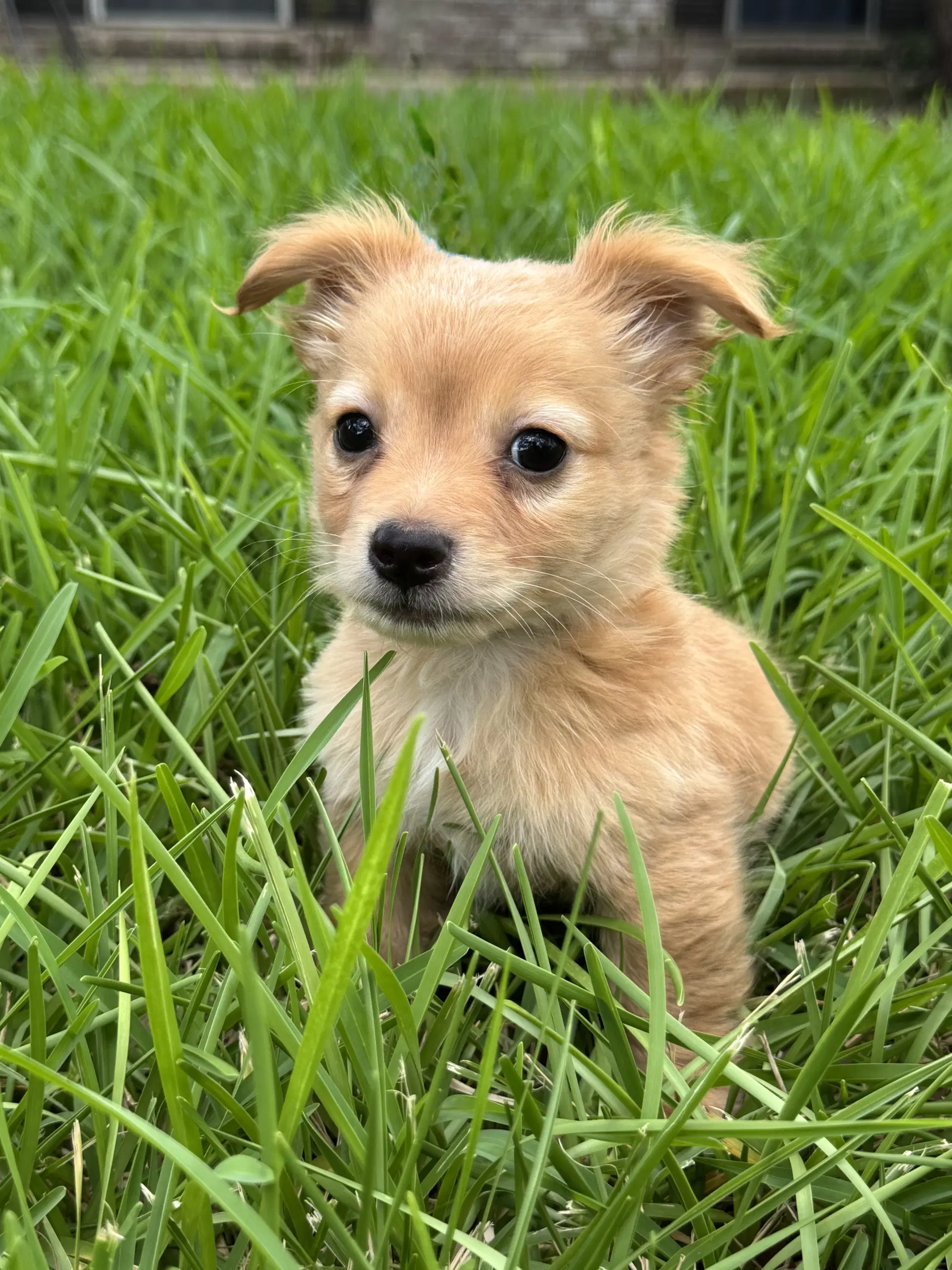 Kolt - Dachshund