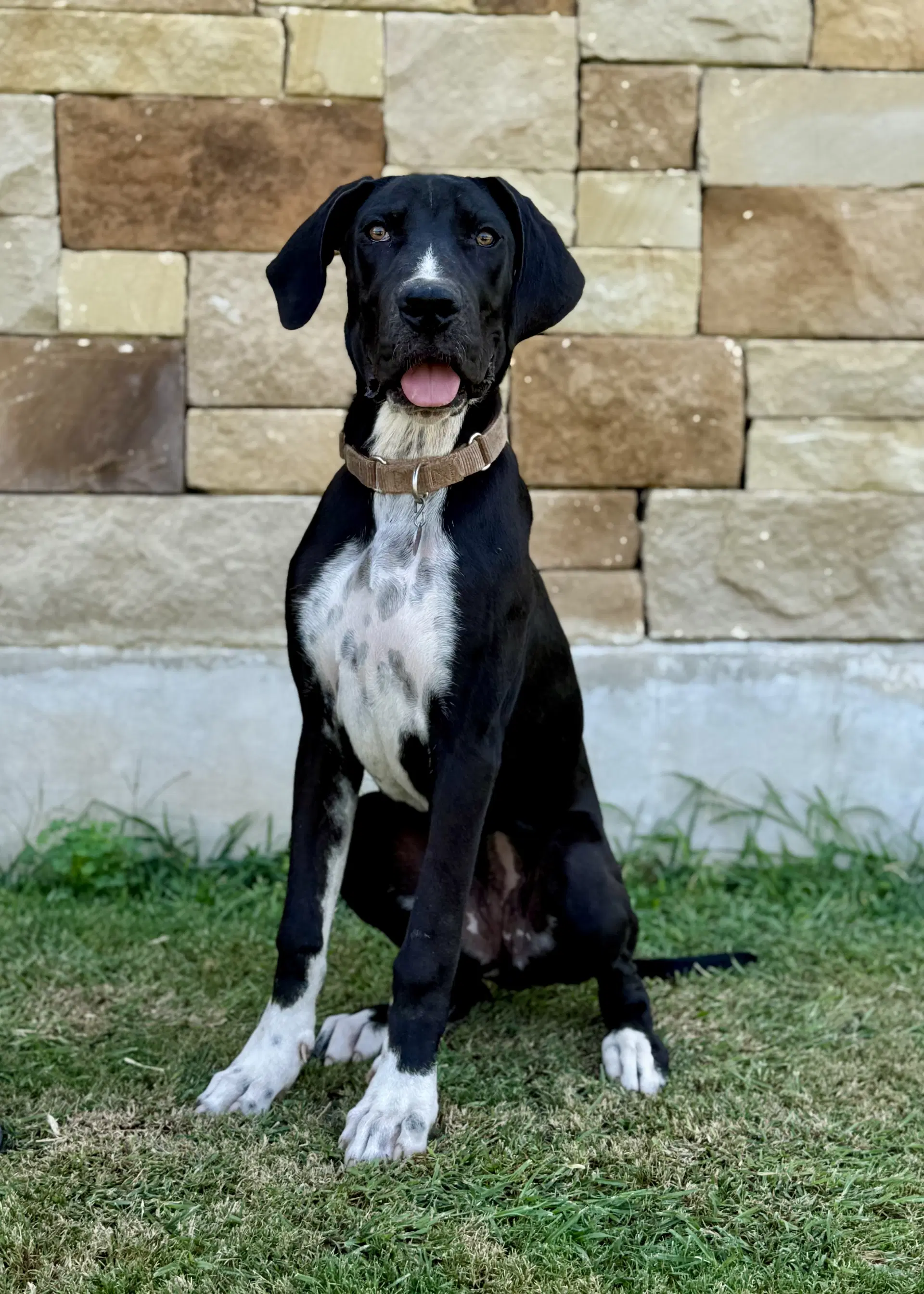 Mercedes - Great Dane