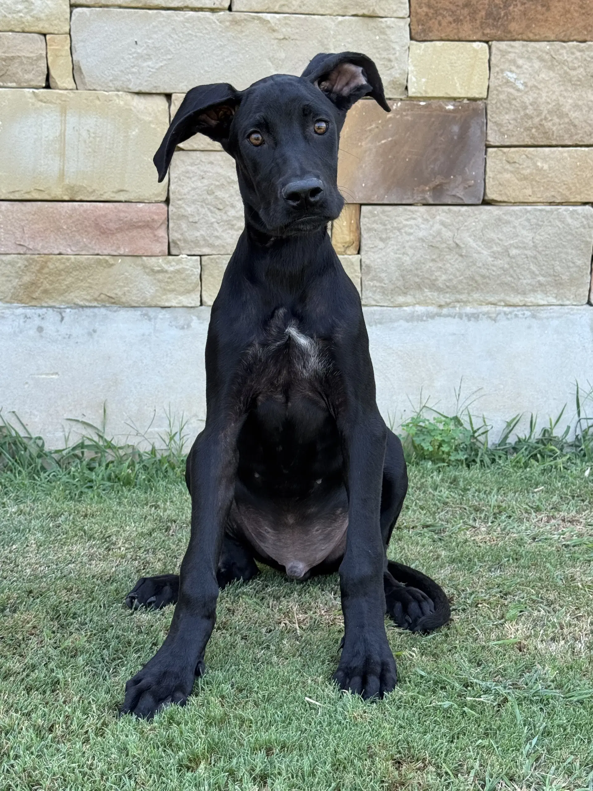 Parker - Great Dane