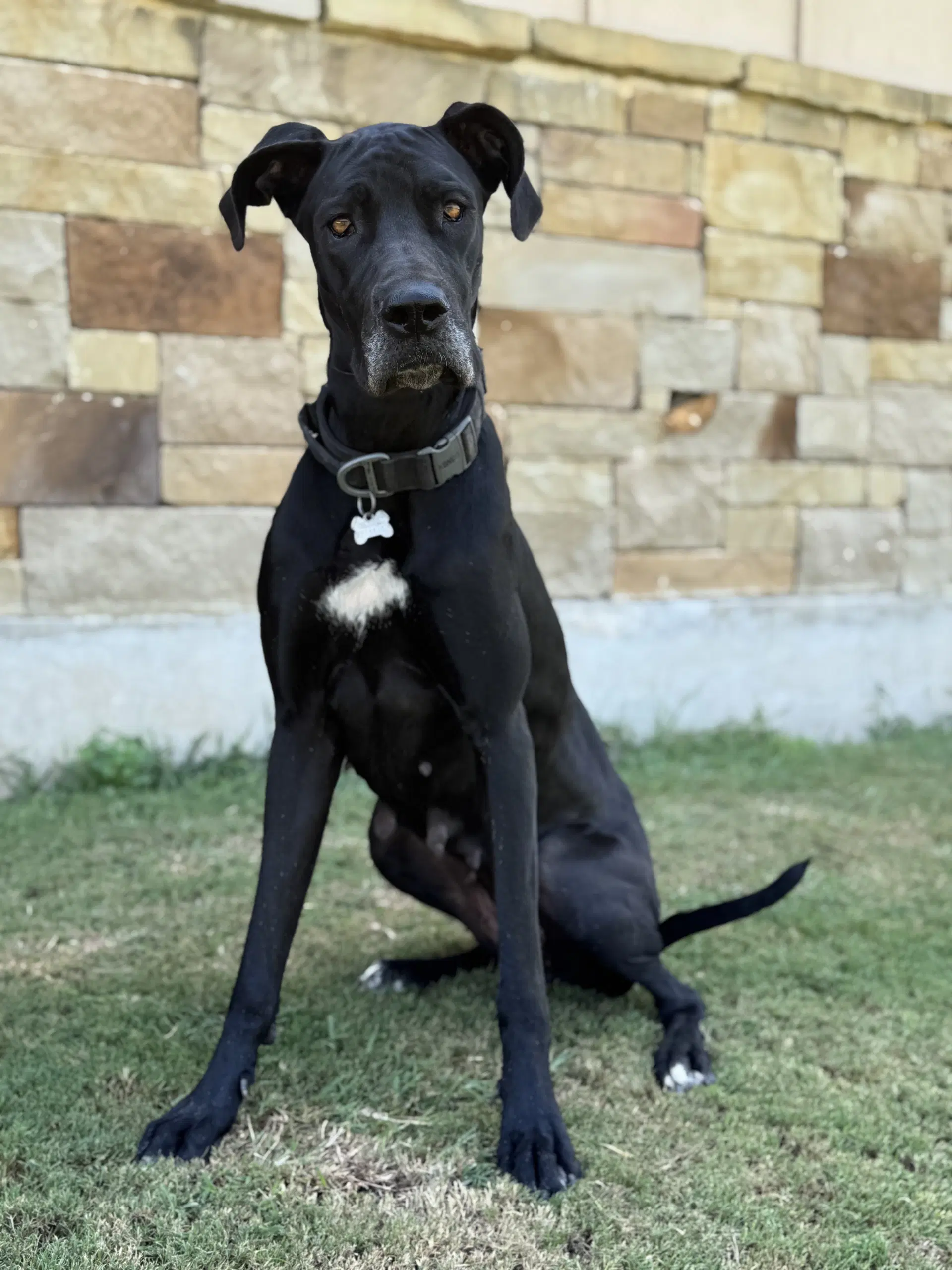 Paisley - Great Dane