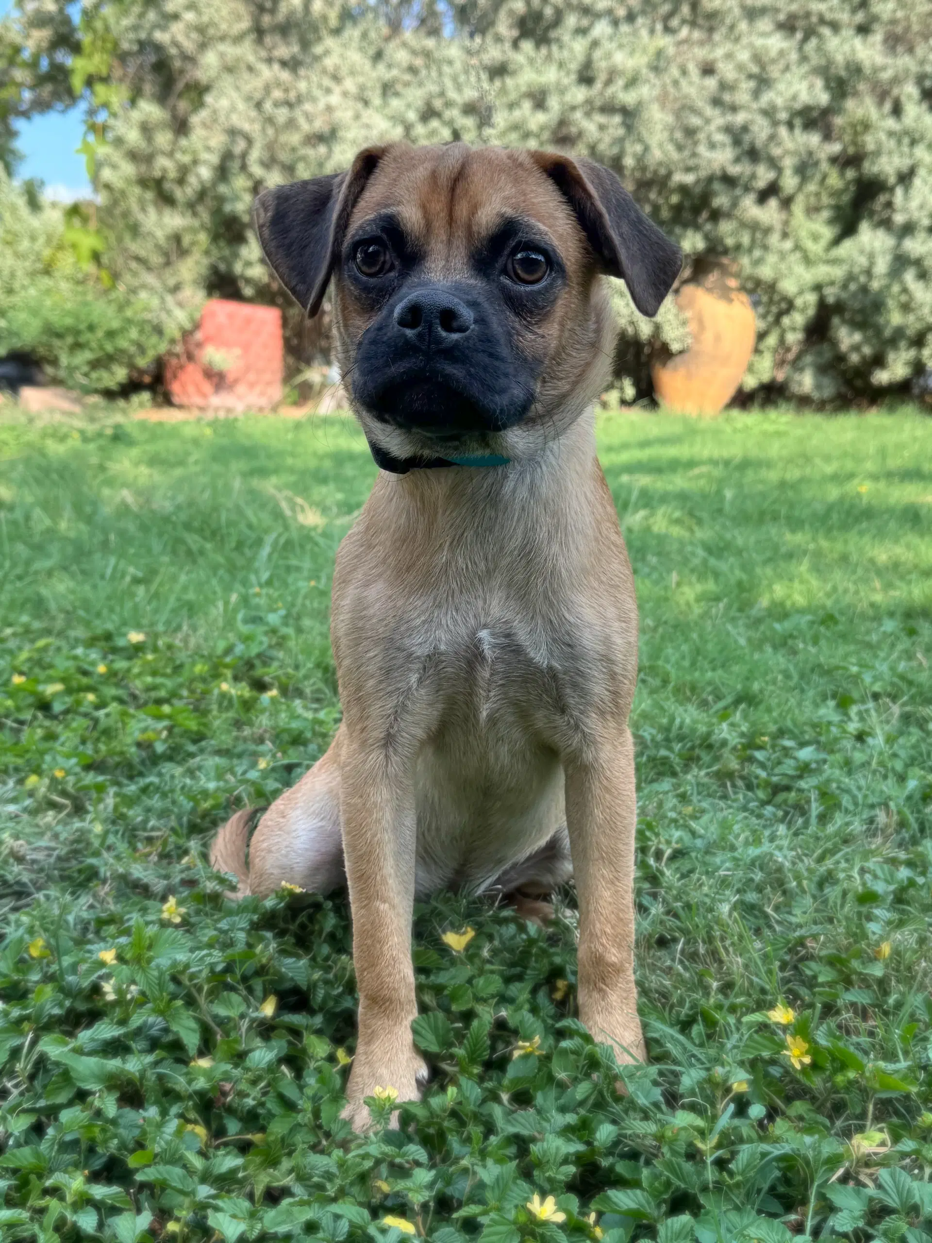 Ferguson - Pug