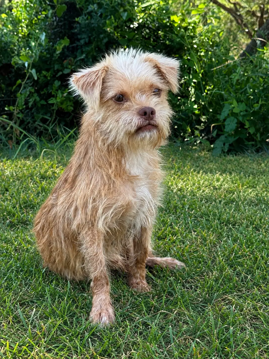 Eli - Terrier