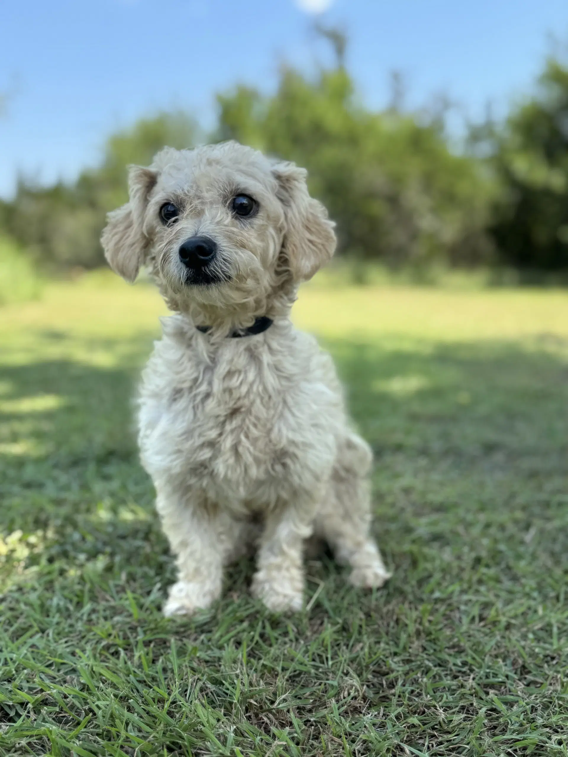 Ethan - Terrier