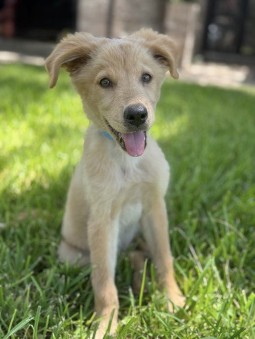 picture of the dog needing adoption