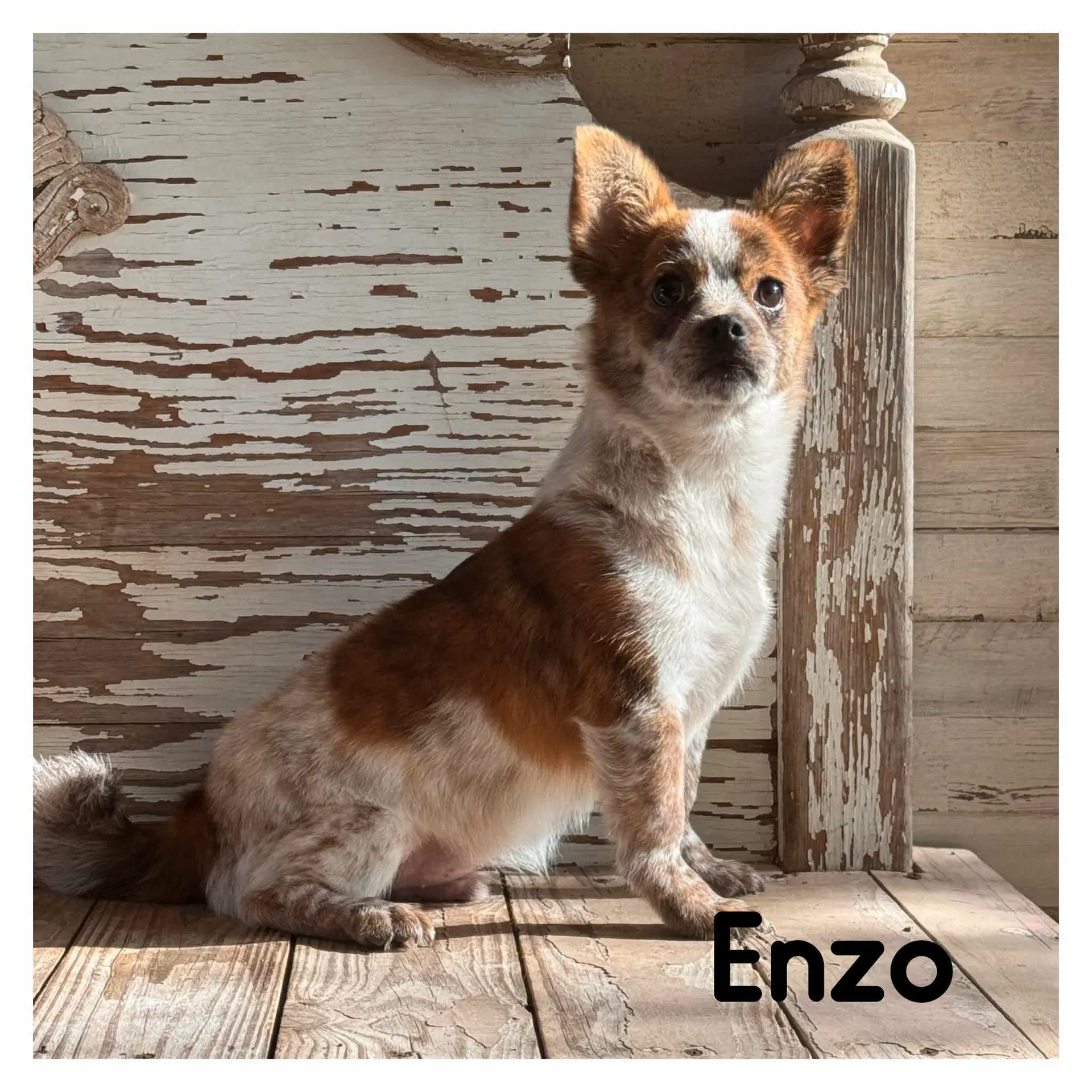 Enzo - Chihuahua