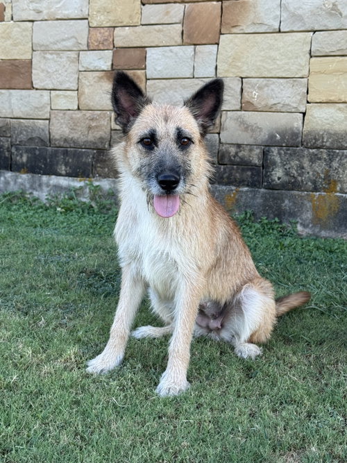 *Sunnie, a dog for adoption from San Antonio Great Dane Rescue