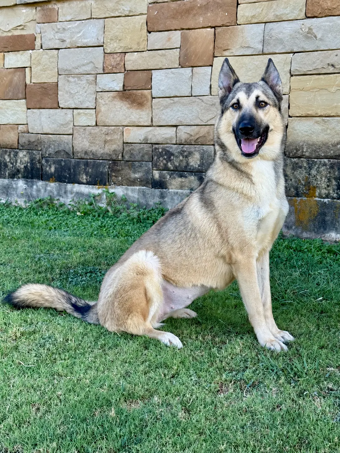 Priscilla image 1