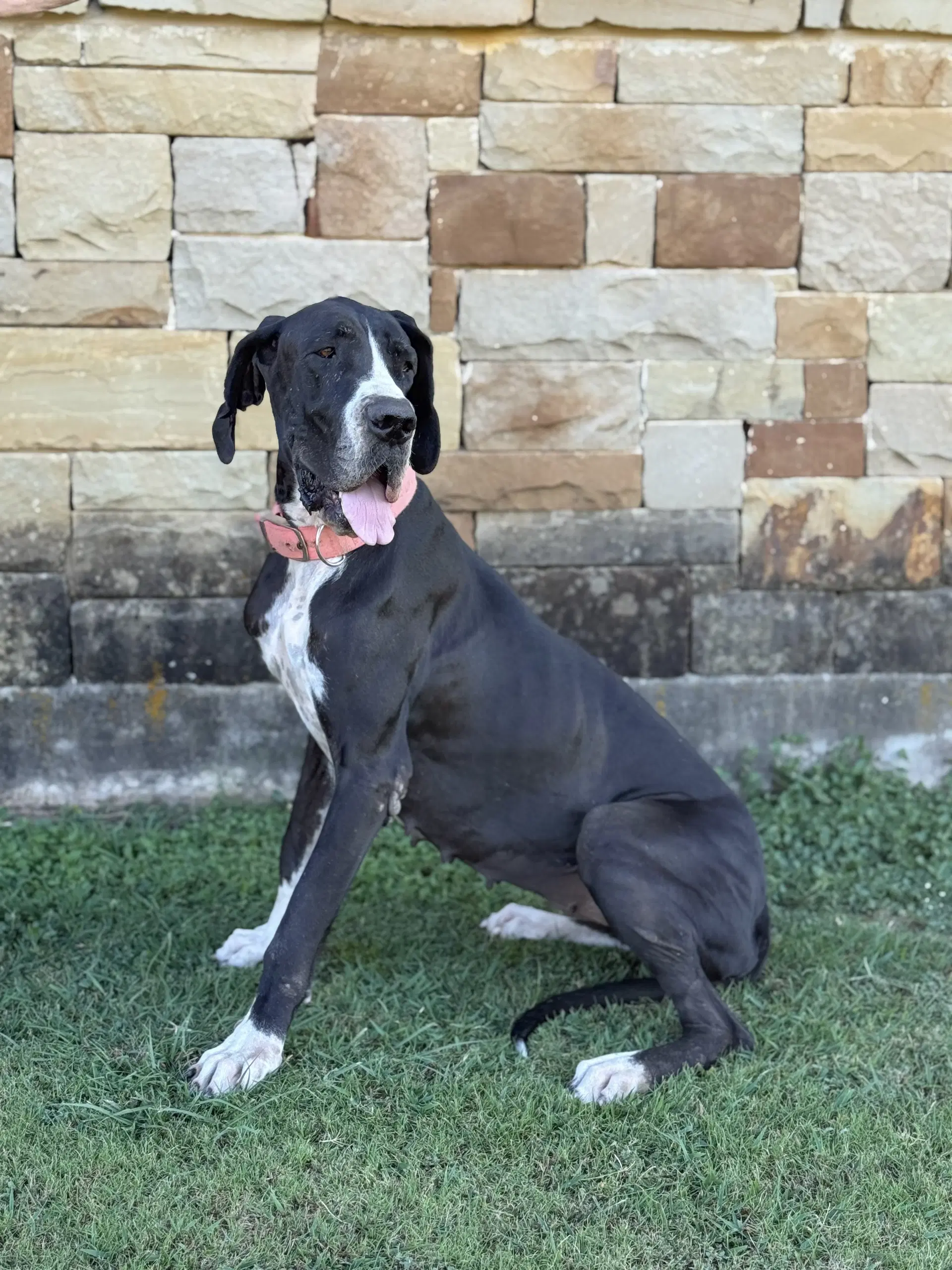 Olive - Great Dane